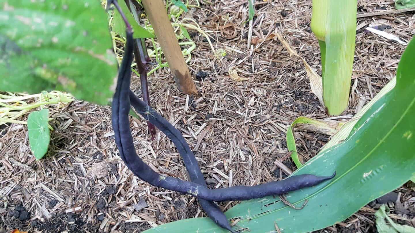 Gardening in August – August’s garden blog Gardening-in-August-french-beans