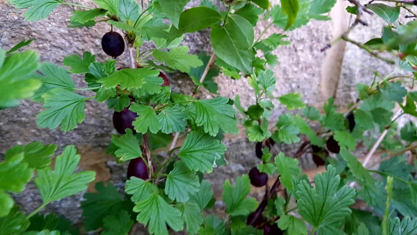 Gardening in August – August’s garden blog Gardening-in-August-gooseberries