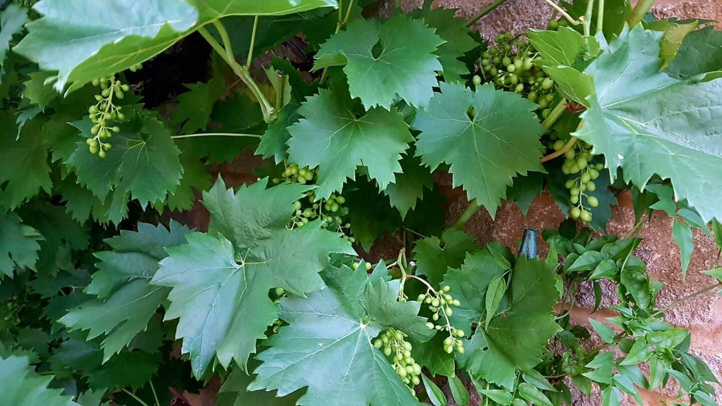 Gardening in August – August’s garden blog Gardening-in-August-grapes