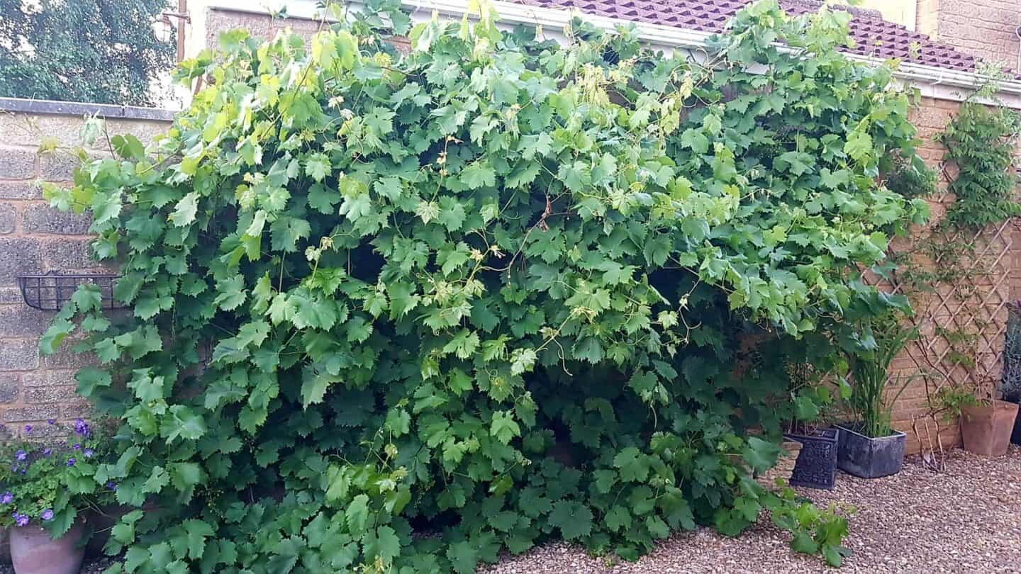 Gardening in August – August’s garden blog Gardening-in-August-grapevine