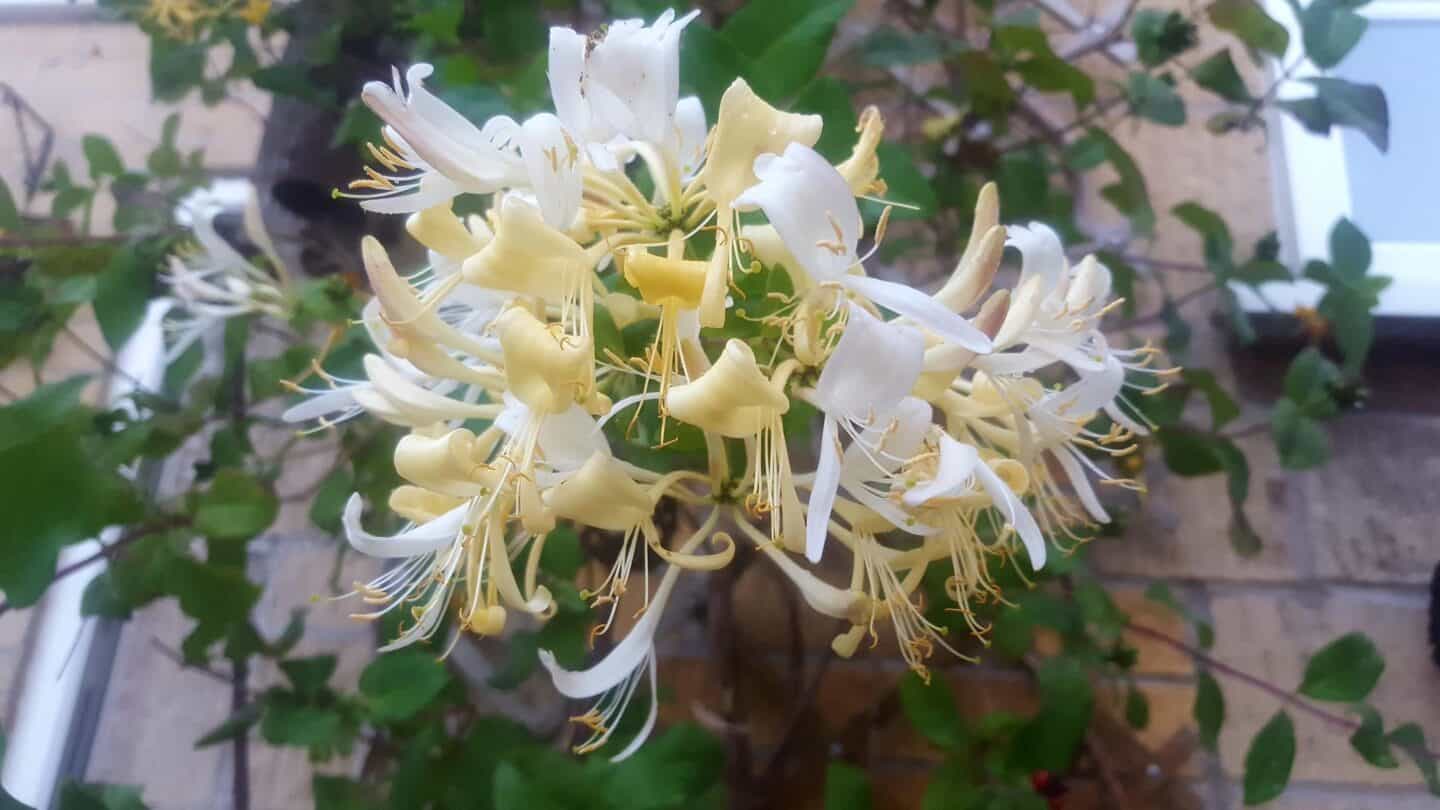Gardening in August – August’s garden blog Gardening-in-August-honeysuckle