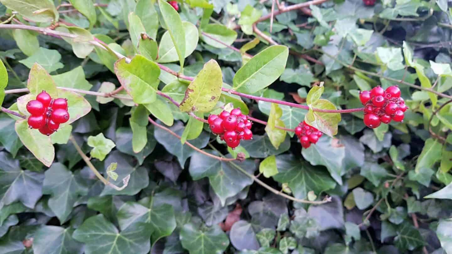 Gardening in August – August’s garden blog Gardening-in-August-honeysuckle-berries