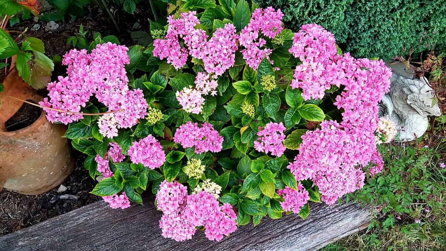 Gardening in August – August’s garden blog Gardening-in-August-hydrangea-pink