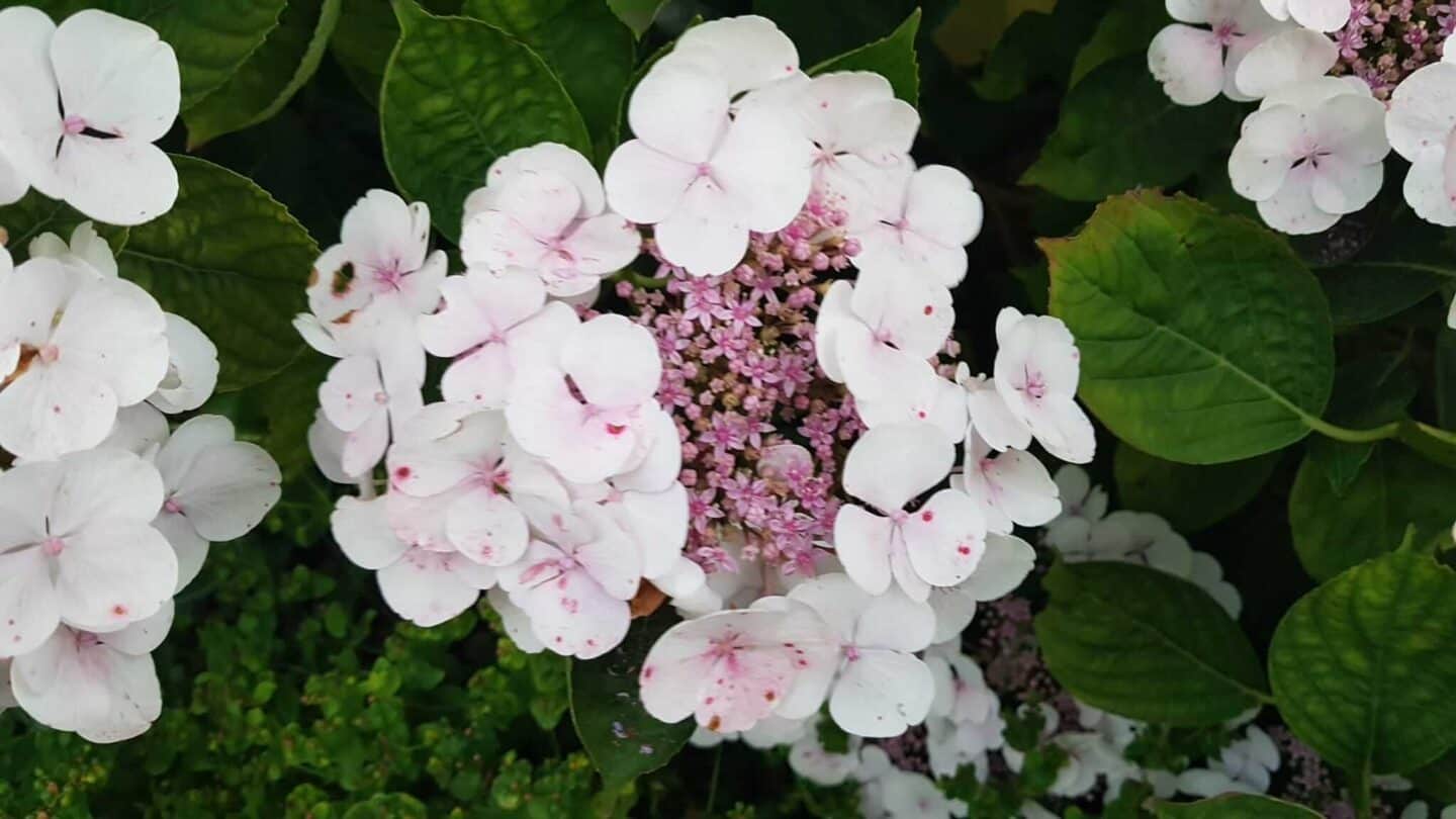 Gardening in August – August’s garden blog Gardening-in-August-hydrangea_white