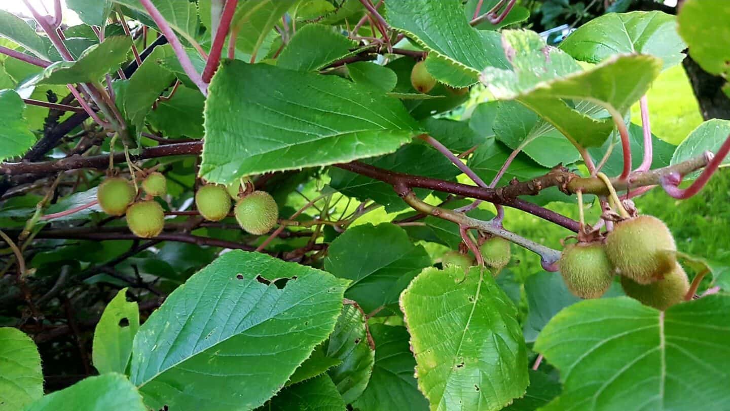 Gardening in August – August’s garden blog Gardening-in-August-kiwis