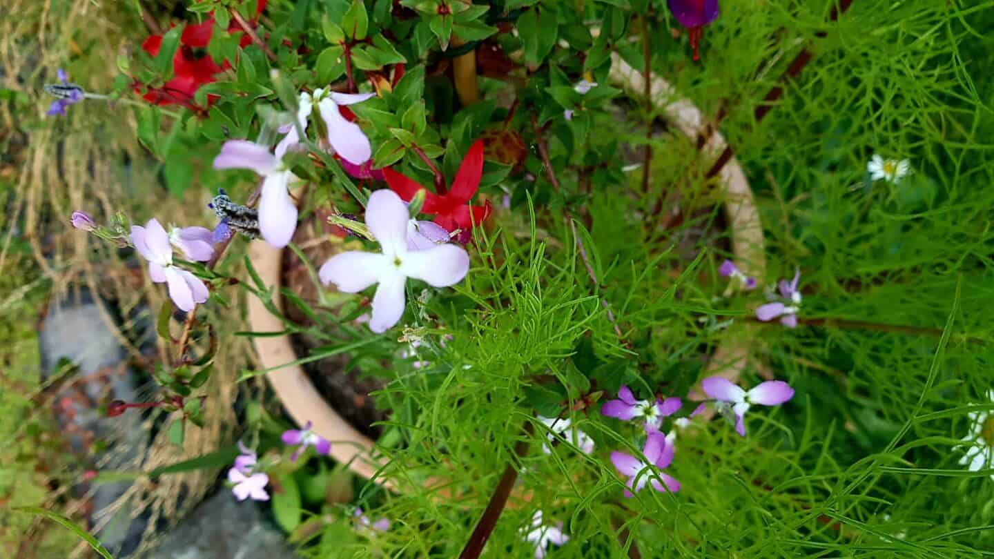 Gardening in August – August’s garden blog Gardening-in-August-night-scented-stock
