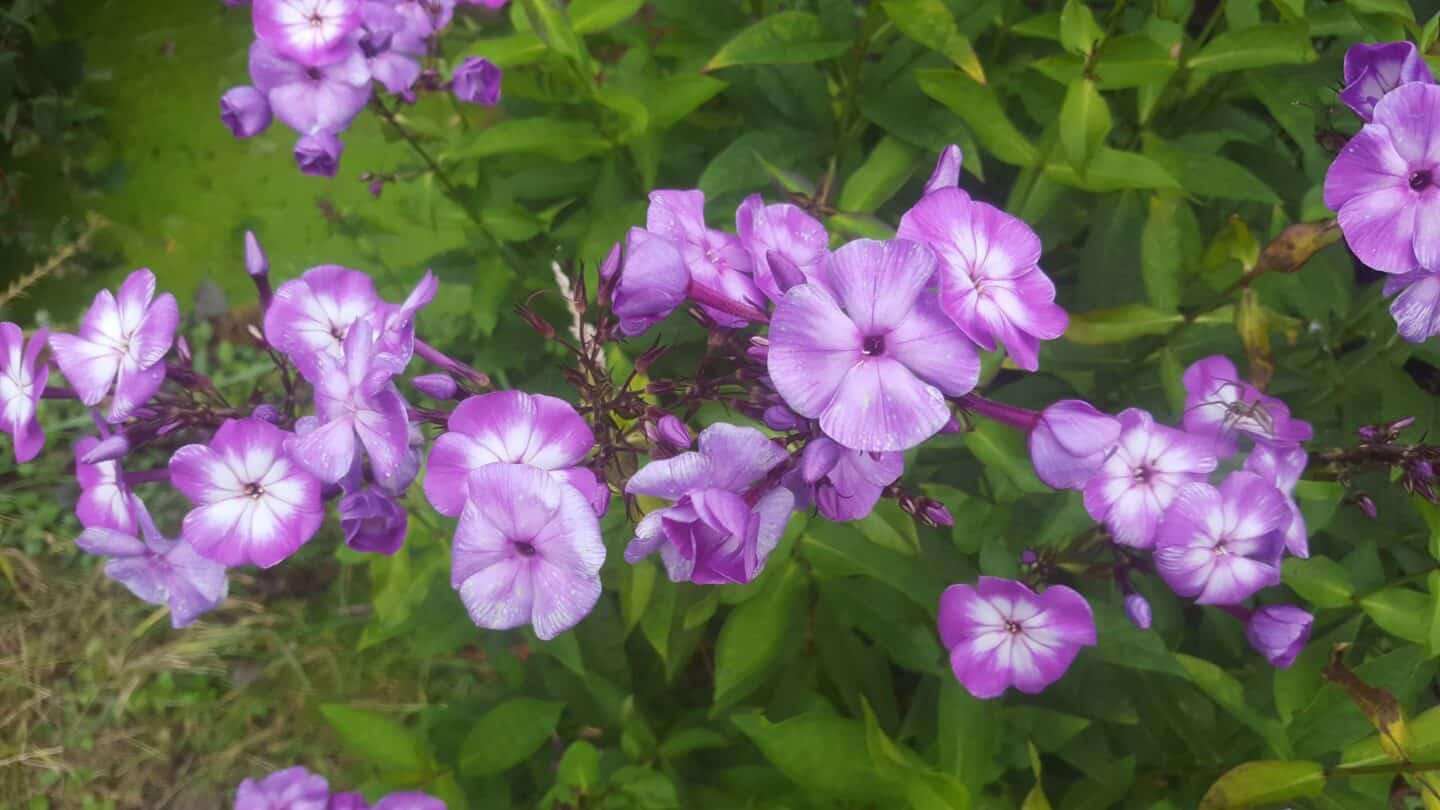 Gardening in August – August’s garden blog Gardening-in-August-phlox-purple