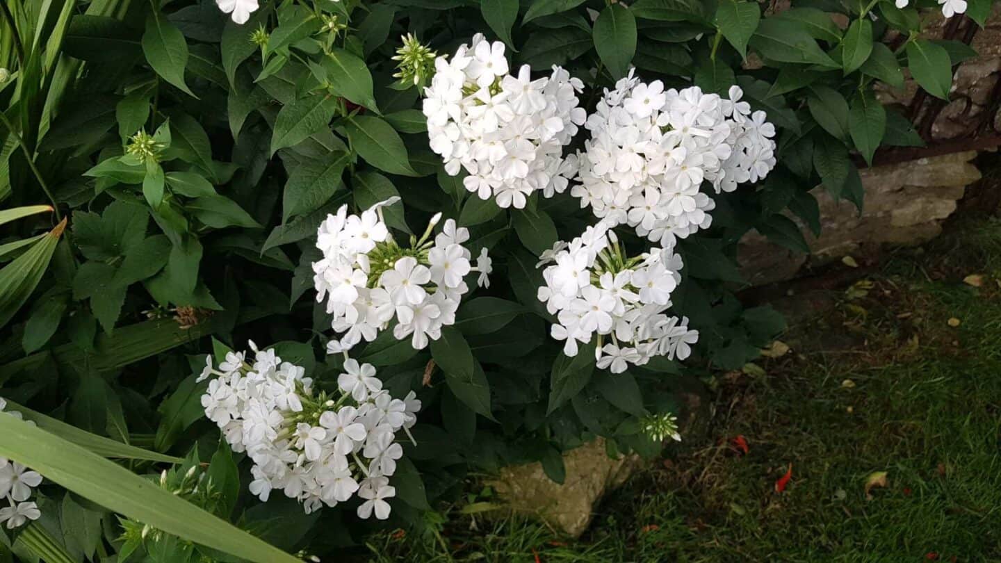 Gardening in August – August’s garden blog Gardening-in-August-phlox-white