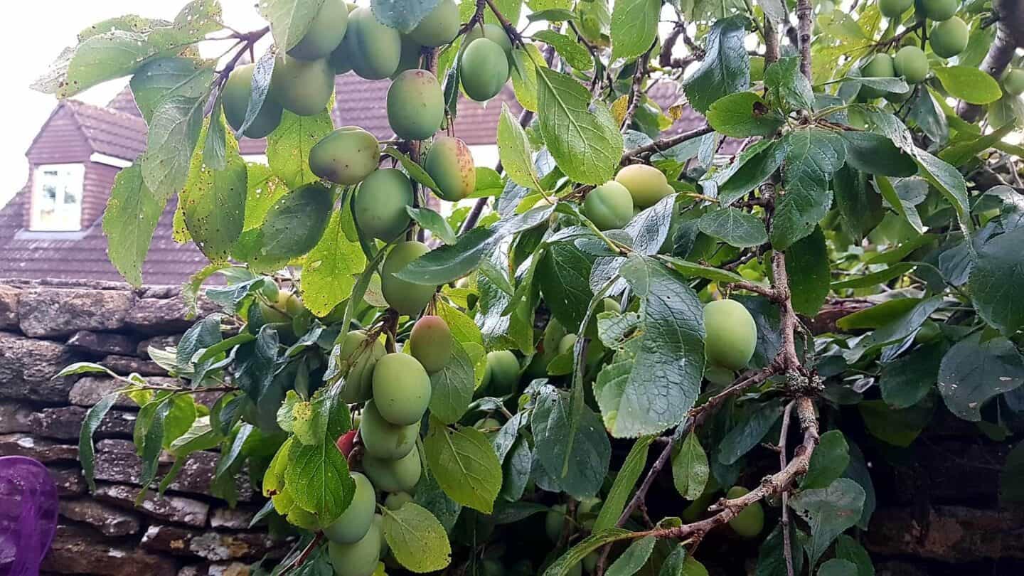 Gardening in August – August’s garden blog Gardening-in-August-plum
