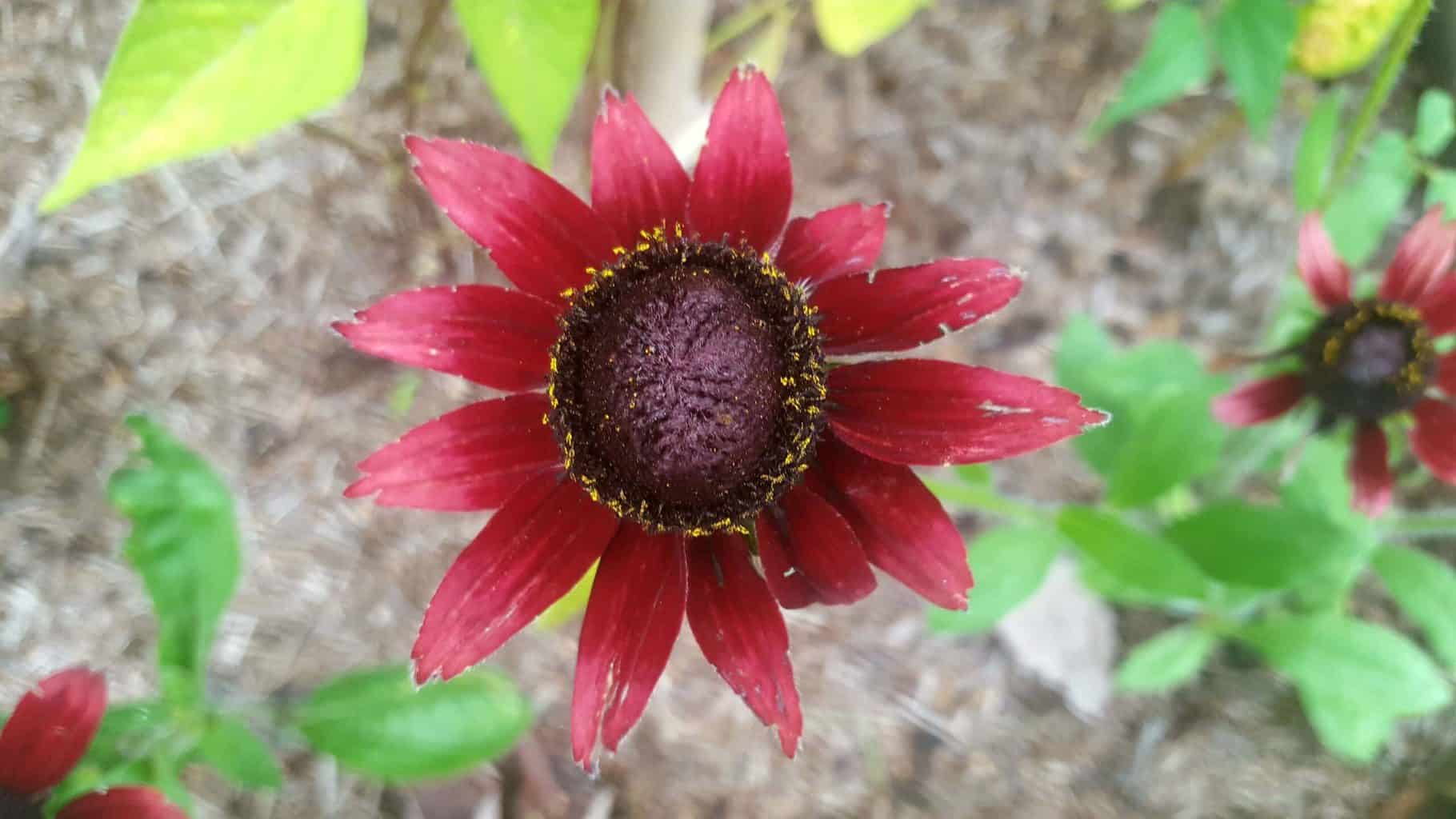 Gardening in August – August’s garden blog Gardening-in-August-rudbeckia