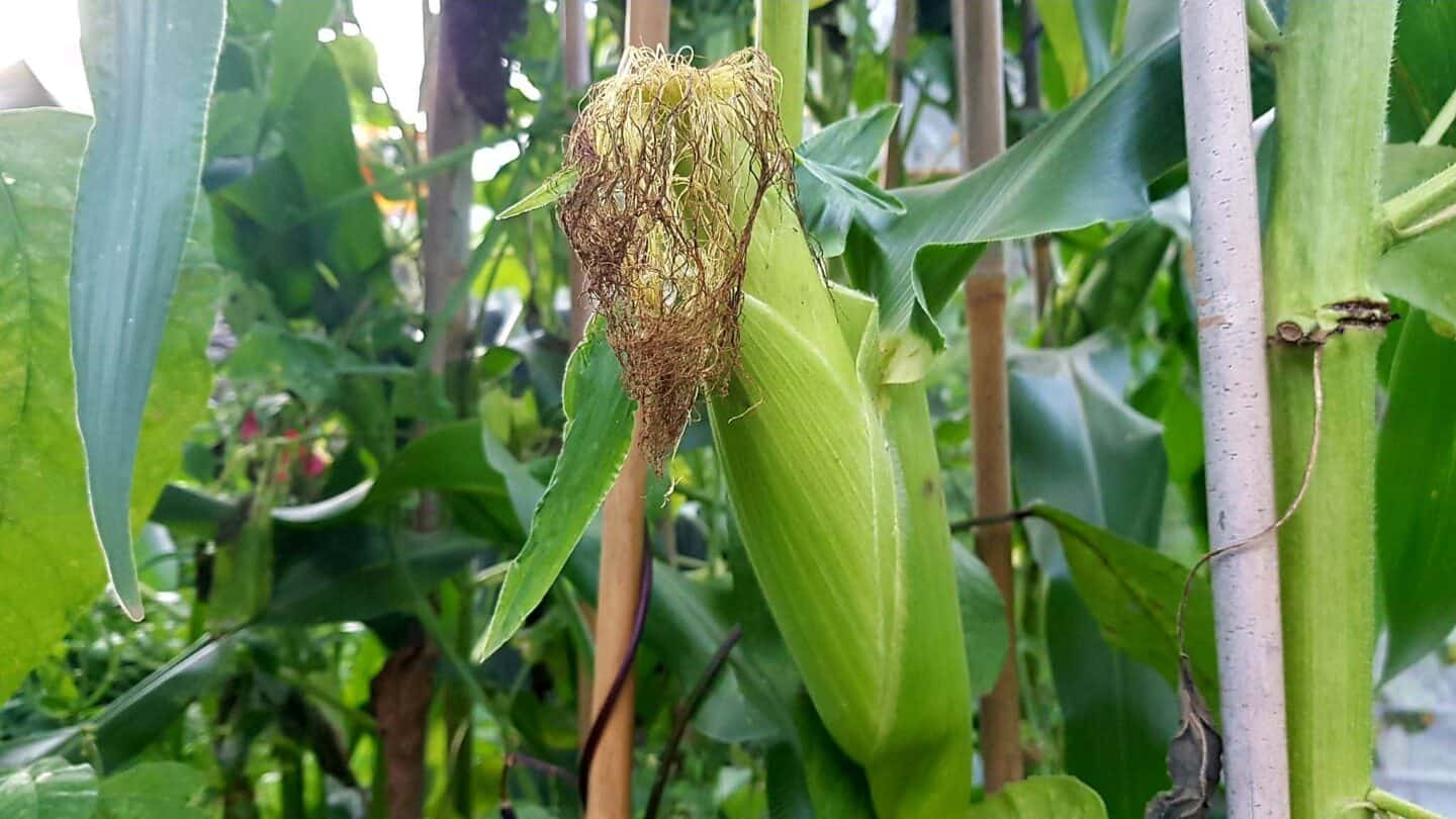 Gardening in August – August’s garden blog Gardening-in-August-sweetcorn-ready