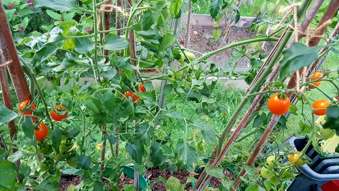 Gardening in August – August’s garden blog Gardening-in-August-tomatoes1