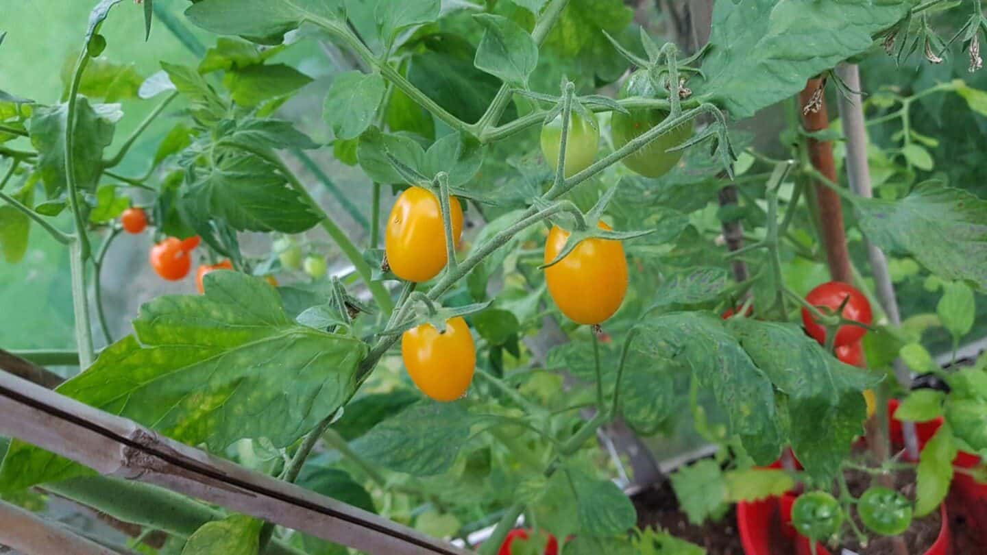 Gardening in August – August’s garden blog Gardening-in-August-tomatoes2