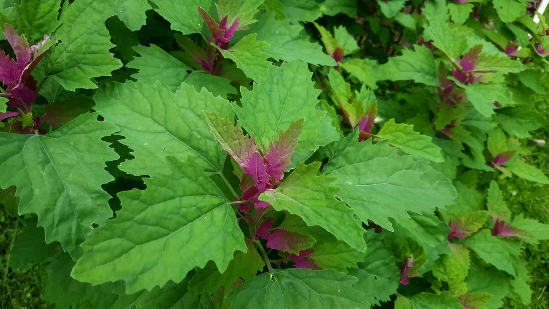 Gardening in August – August’s garden blog Gardening-in-August-tree-spinach