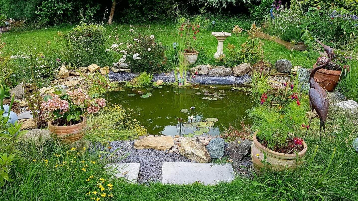 Gardening in August – August’s garden blog Gardening-in-August-wildlife-pond