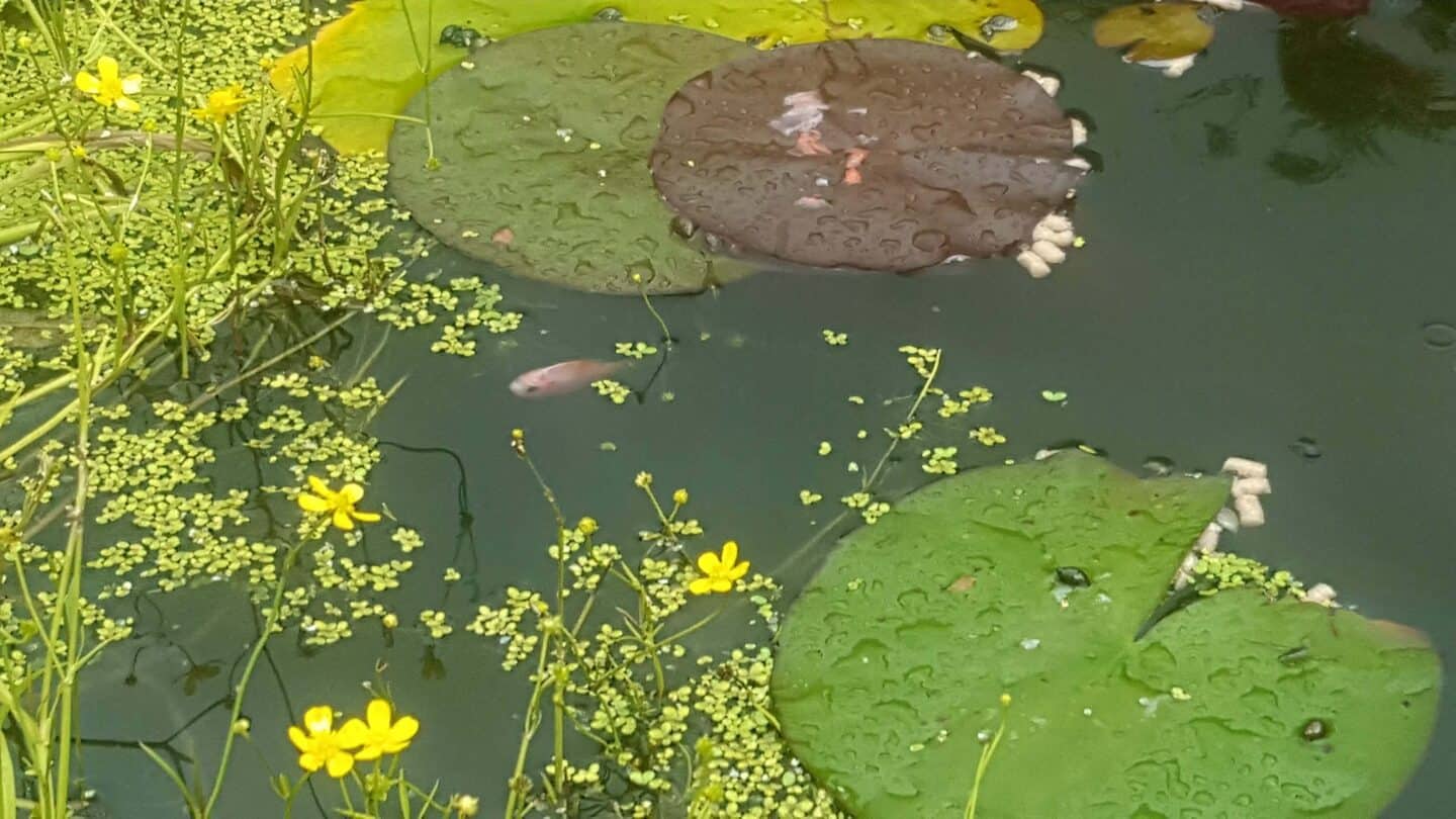 Gardening in August – August’s garden blog Gardening-in-August-wildlife-pond-baby-fish