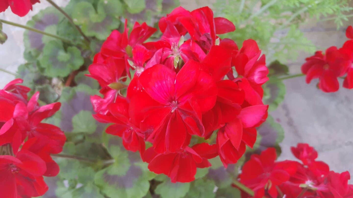 Gardening in September – September’s garden blog | Lisa's Notebook