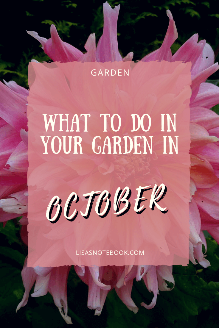 Gardening in October – October’s garden blog 379 Gardening in October 1