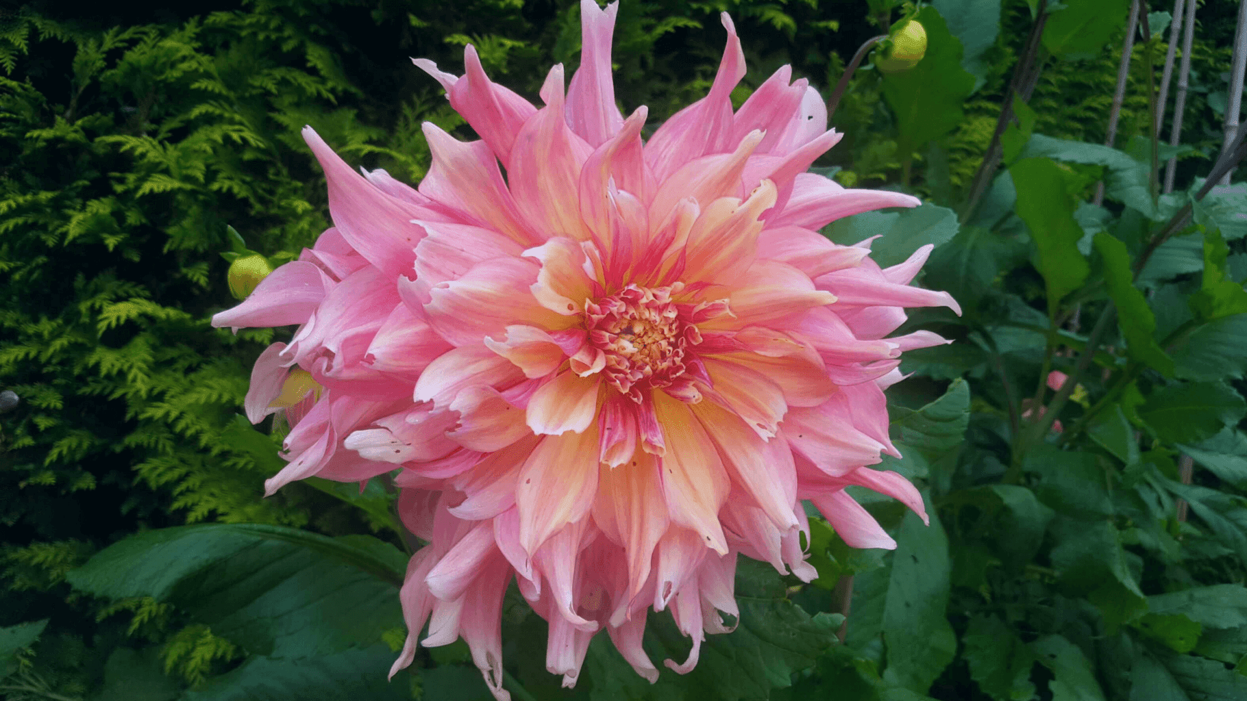 Gardening in October – October’s garden blog Gardening-in-October-dahlia-penhill-watermelon