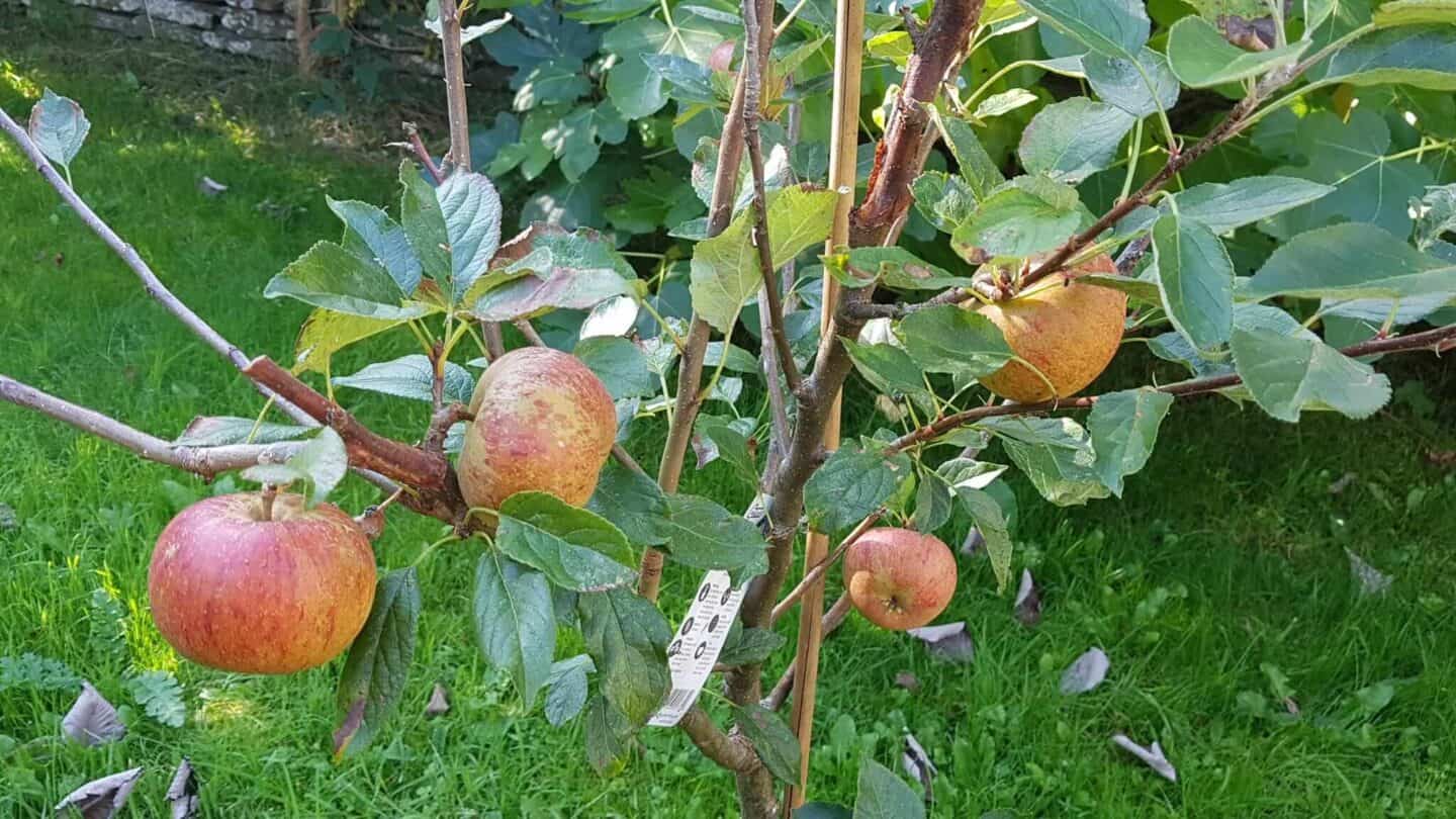 Gardening in October – October’s garden blog Gardening-in-October-apples