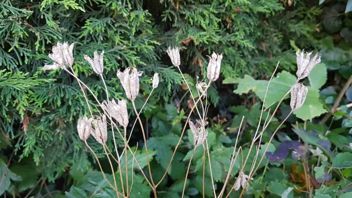 Gardening in October – October’s garden blog Gardening-in-October-aquilegia-seedheads