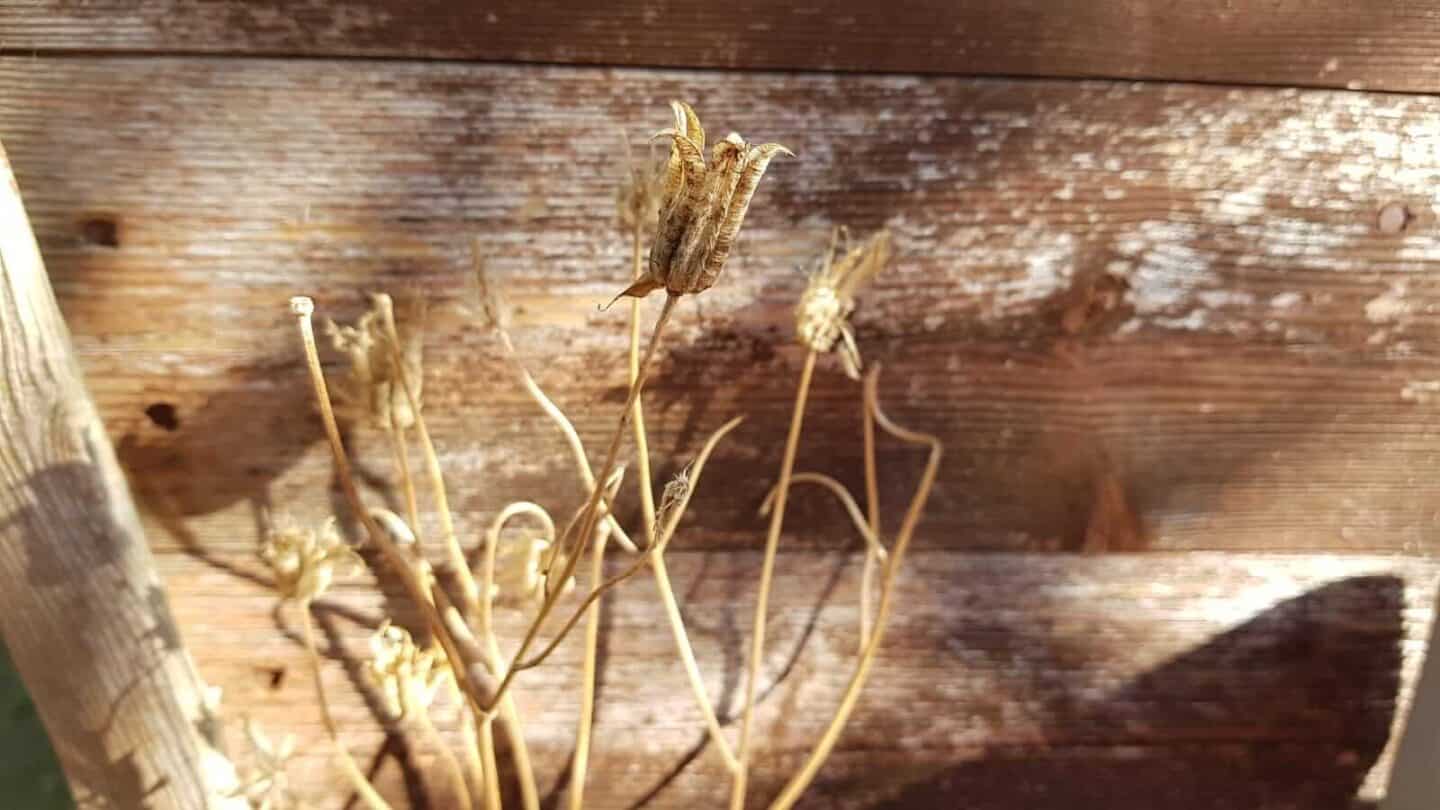 Gardening in October – October’s garden blog Gardening-in-October-aquilegia-seedheads2