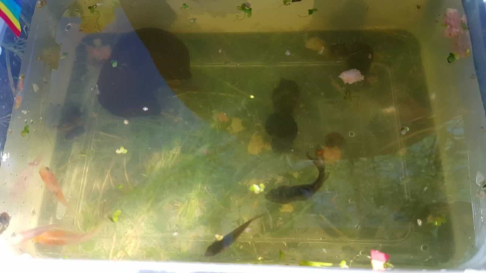Gardening in October – October’s garden blog Gardening-in-October-wildlife-pond