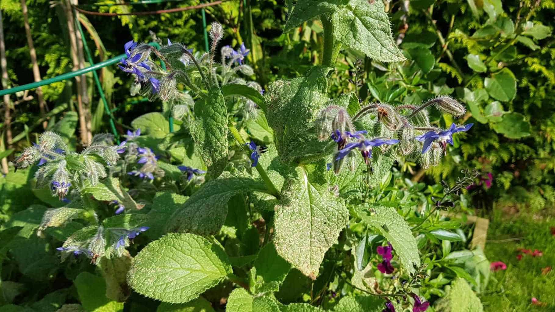 Gardening in October – October’s garden blog Gardening-in-October-blue-borage