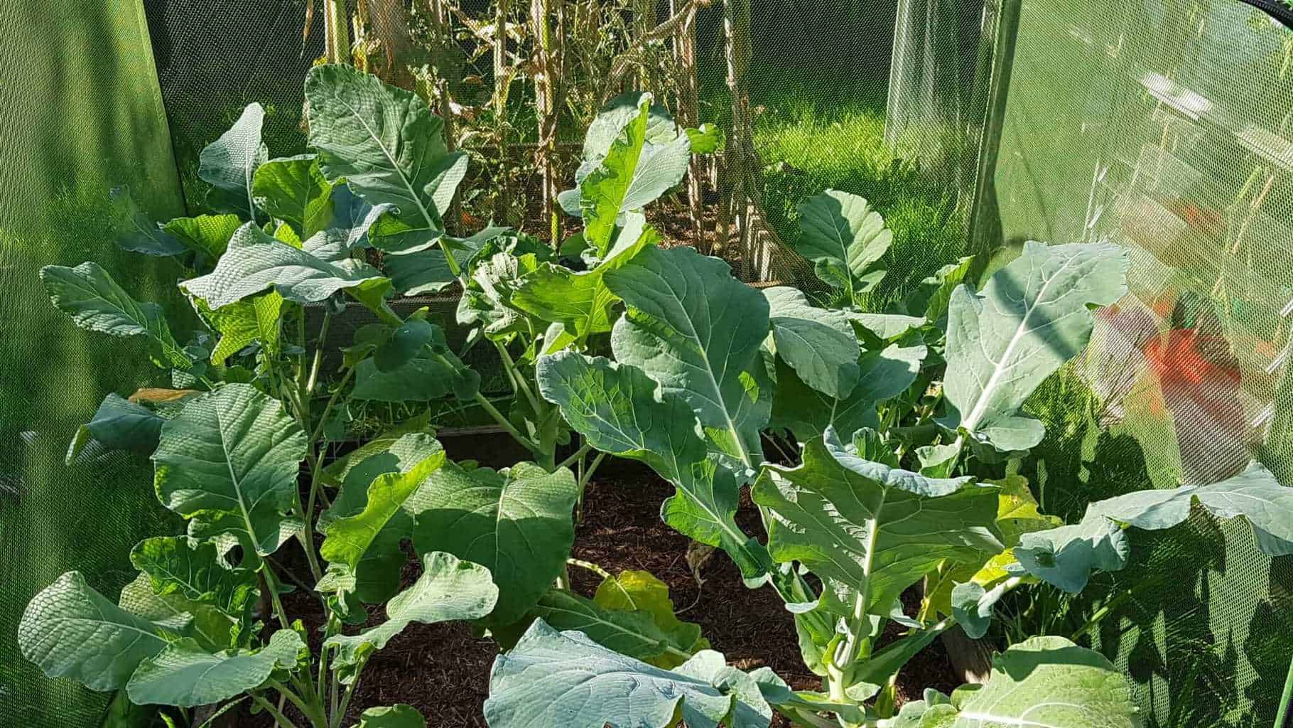 Gardening in October – October’s garden blog Gardening-in-October-broccoli
