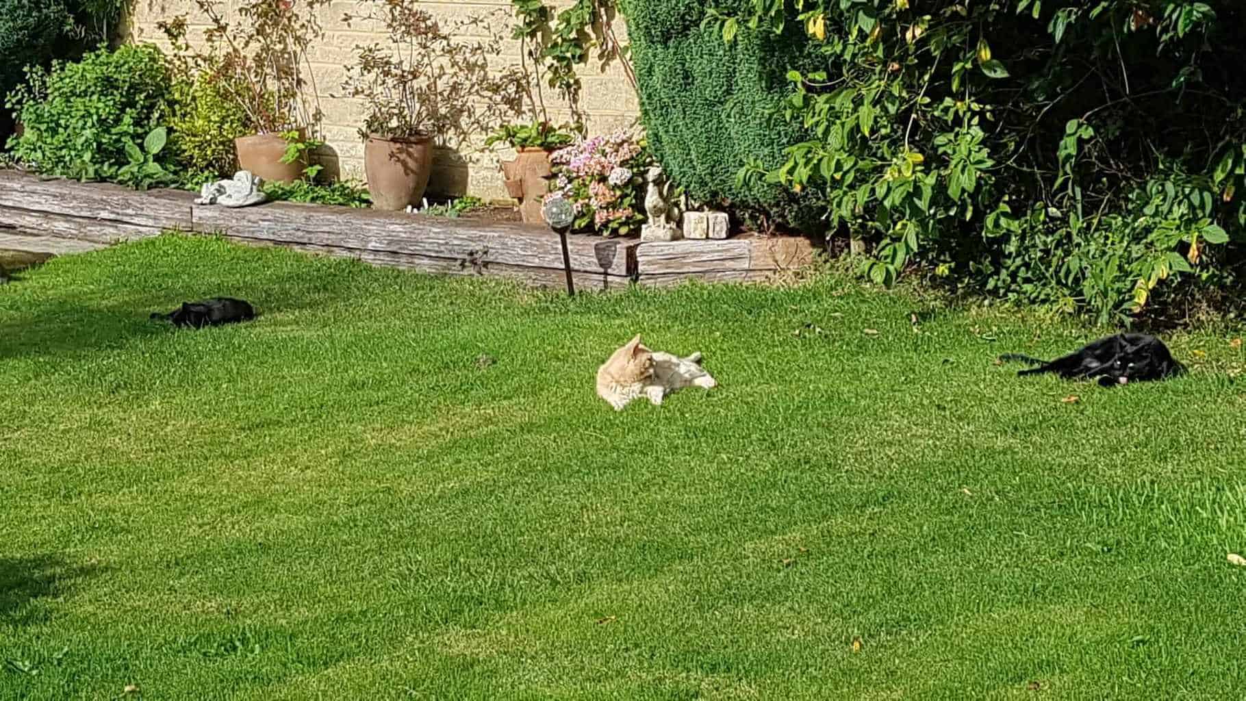 Gardening in October – October’s garden blog Gardening-in-October-cats-sunbathing