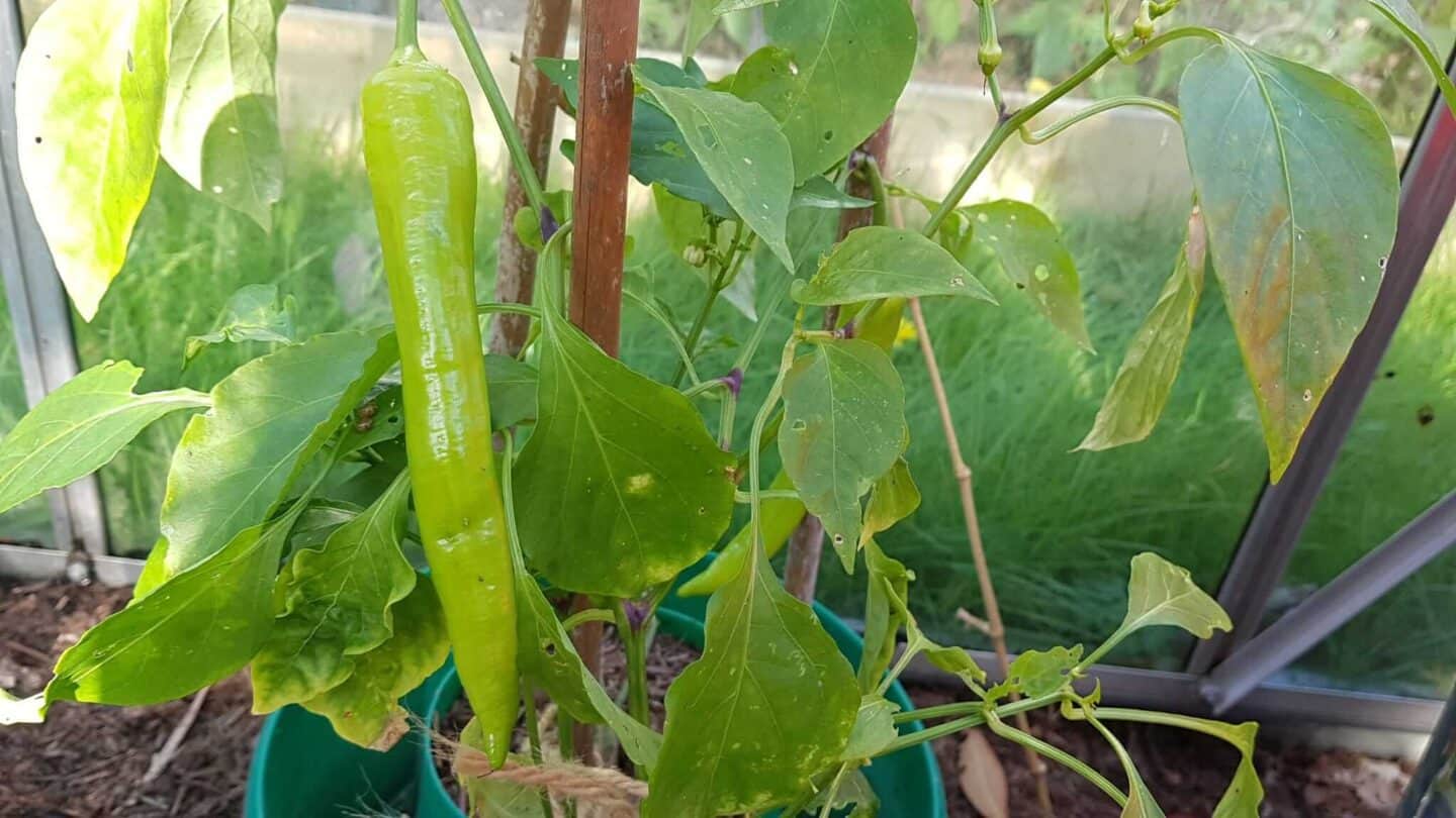 Gardening in October – October’s garden blog Gardening-in-October-chillis