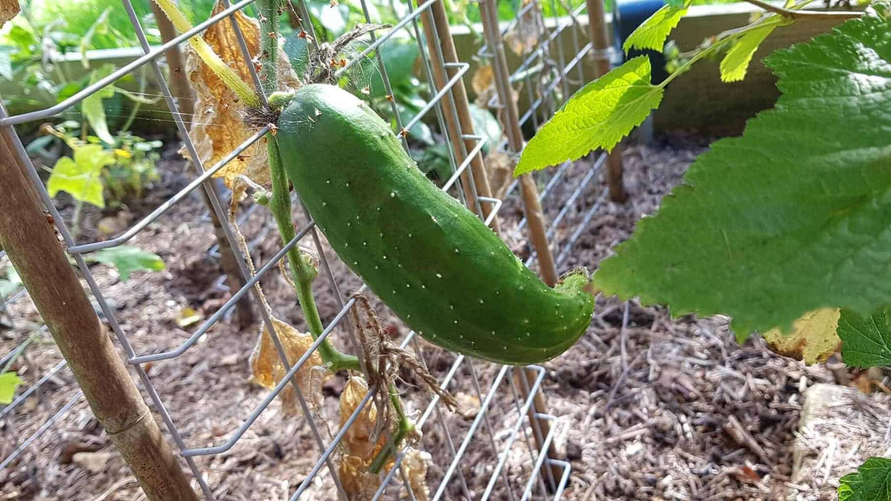 Gardening in October – October’s garden blog Gardening-in-October-cucumber