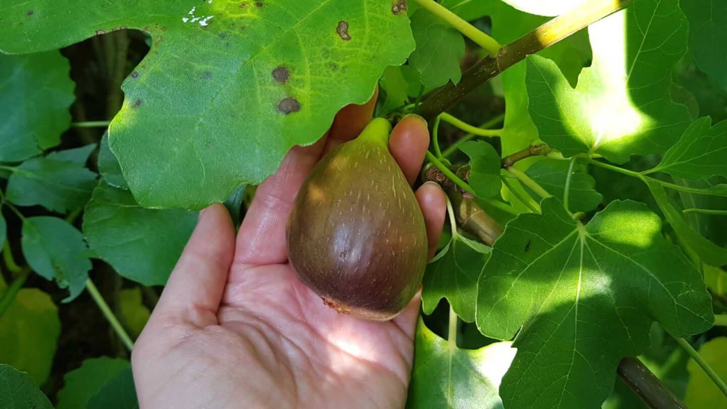 Gardening in October – October’s garden blog Gardening-in-October-fig-on-tree