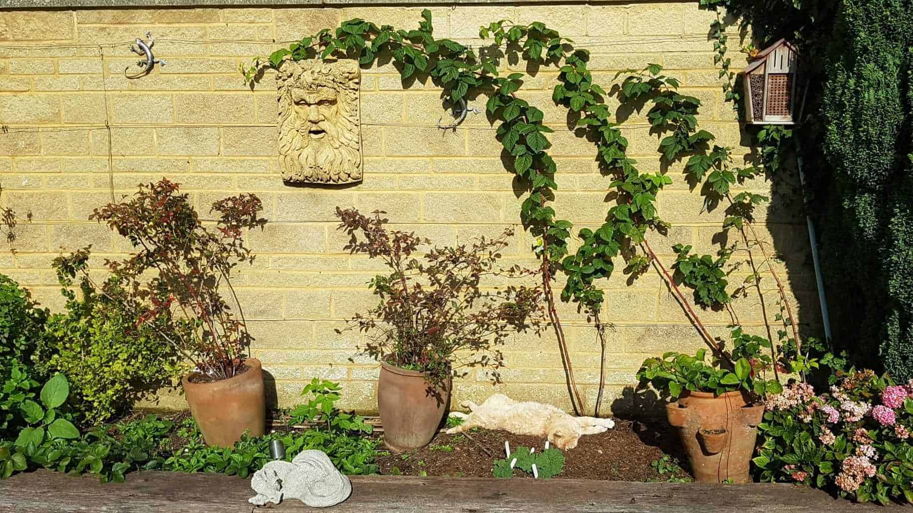 Gardening in October – October’s garden blog Gardening-in-October-fruit-bed