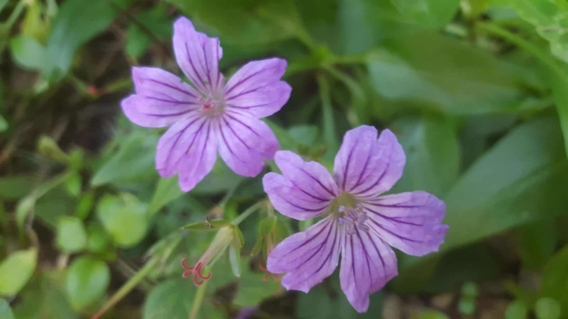 Gardening in October – October’s garden blog Gardening-in-October-geranium-nodosum