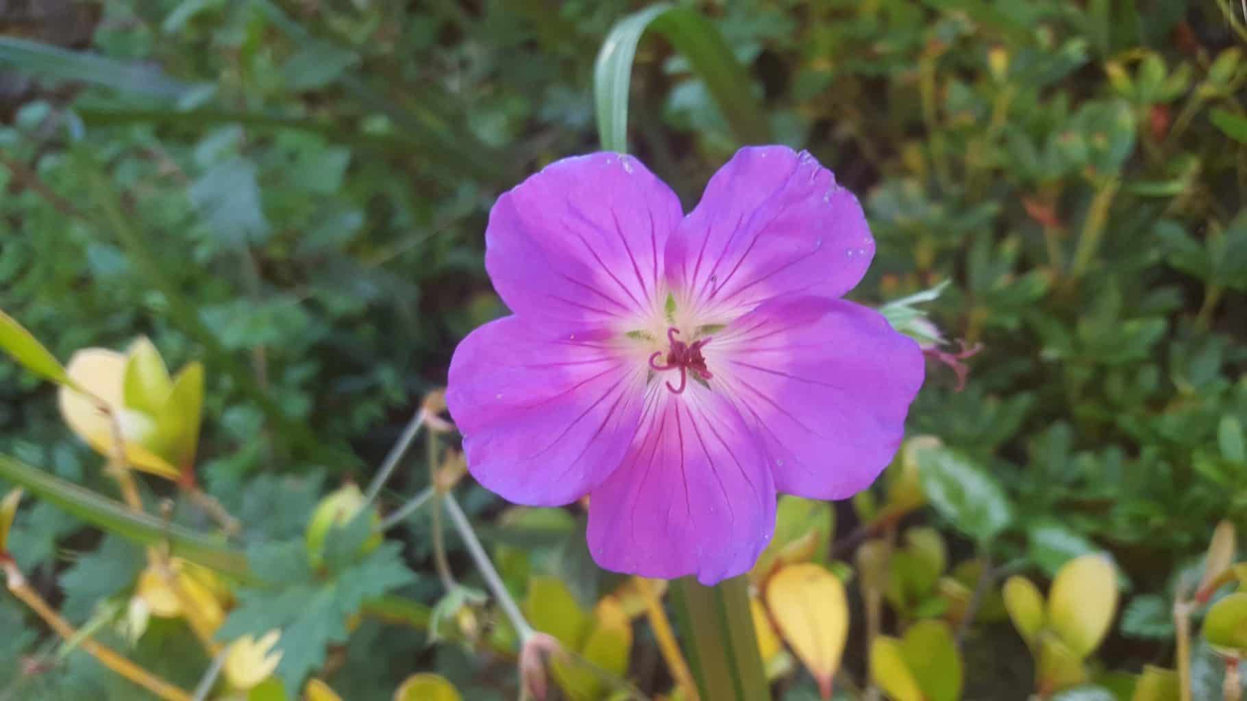 Gardening in October – October’s garden blog Gardening-in-October-geranium-rozanne