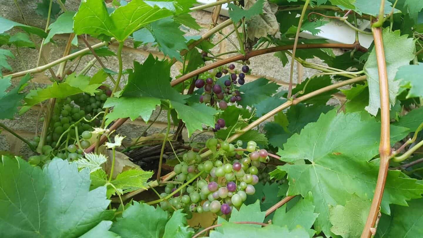 Gardening in October – October’s garden blog Gardening-in-October-grapes