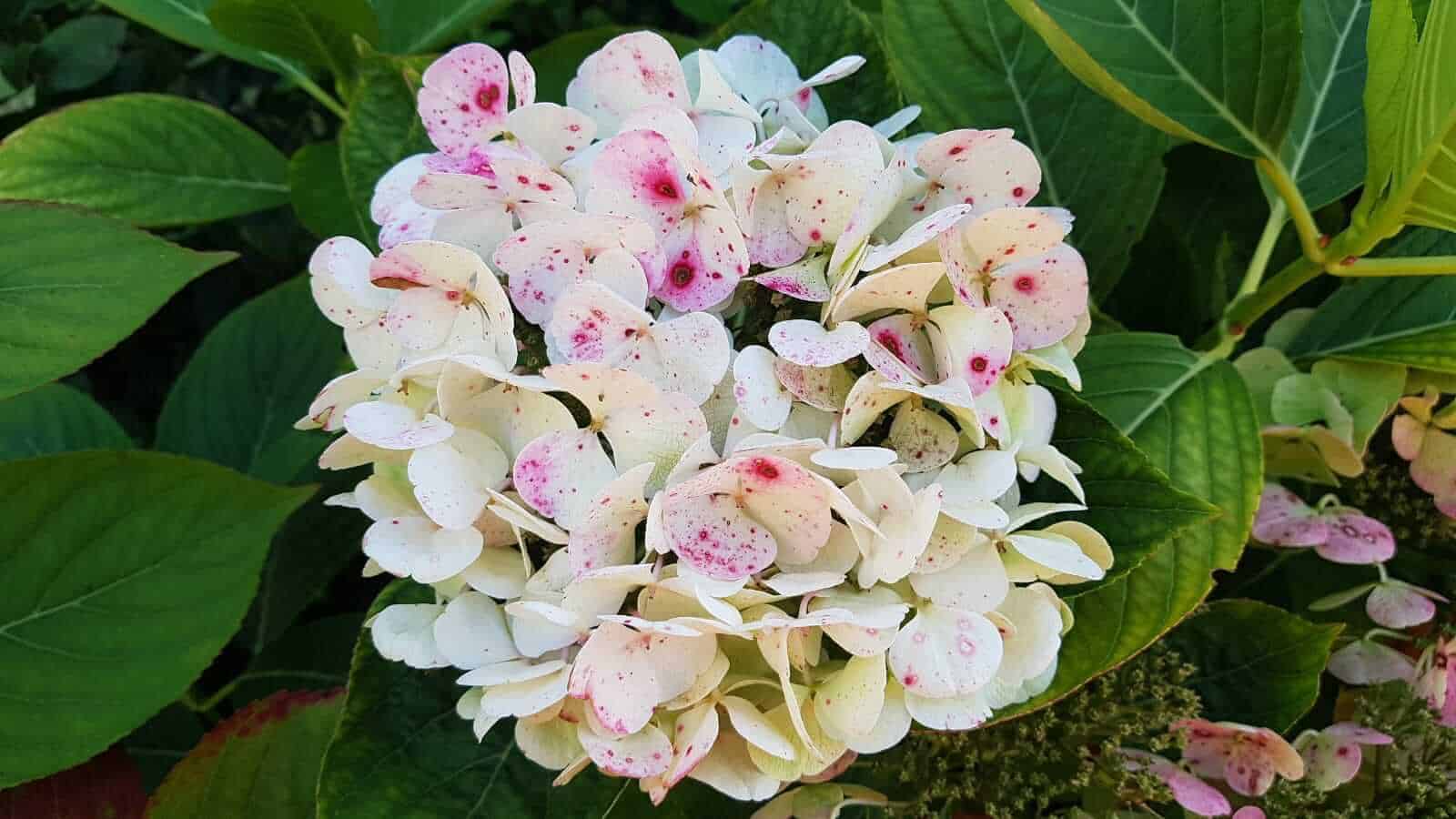 Gardening in October – October’s garden blog Gardening-in-October-hydrangea