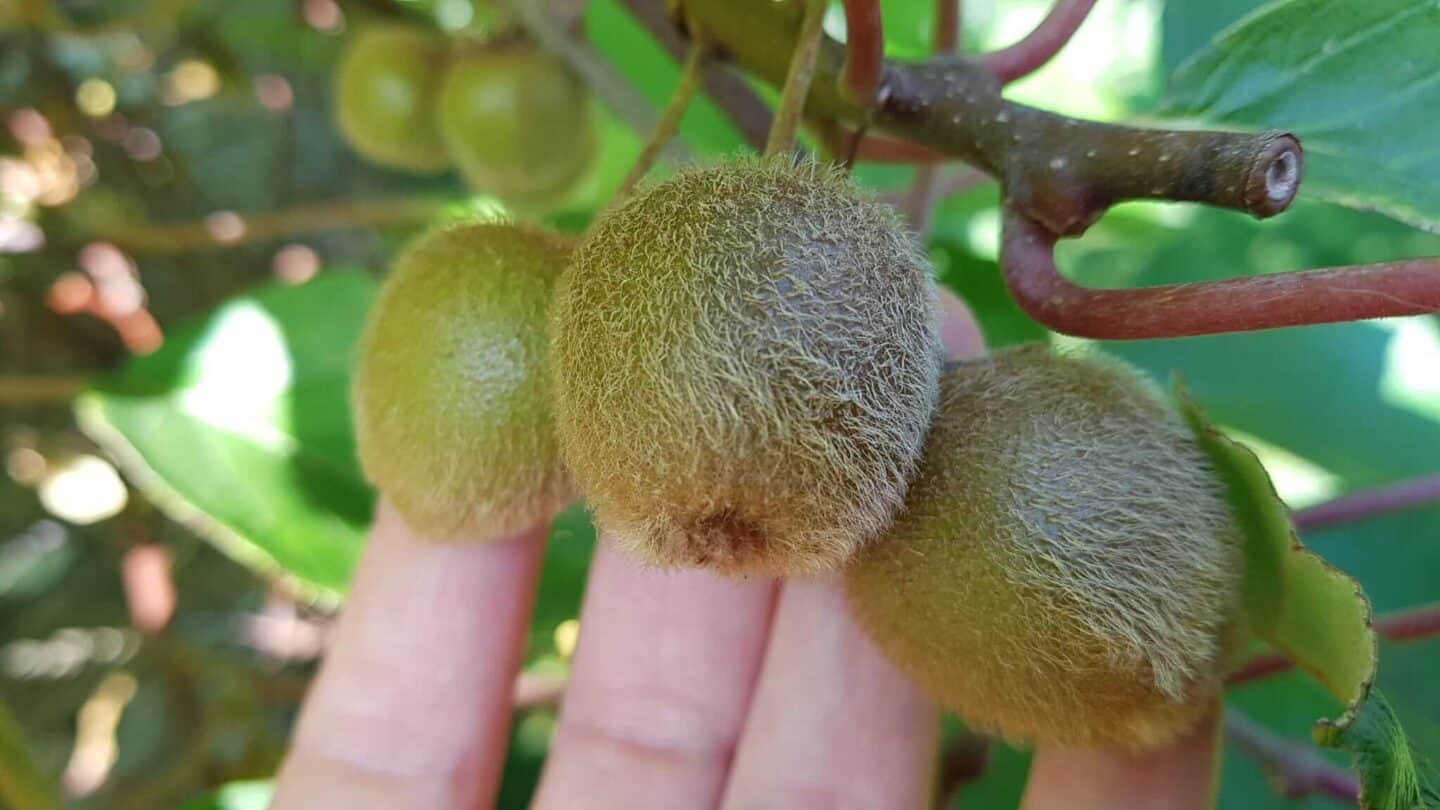 Gardening in October – October’s garden blog Gardening-in-October-kiwis