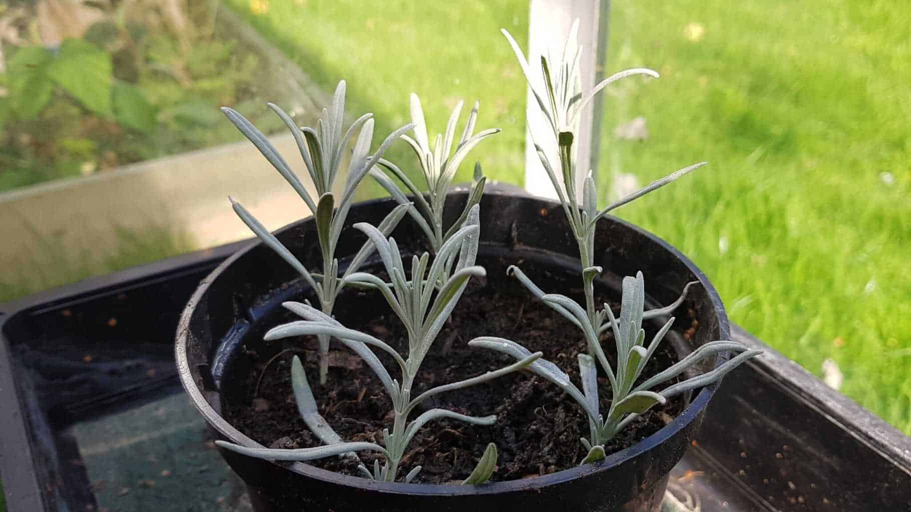 Gardening in October – October’s garden blog Gardening-in-October-lavender-cuttings