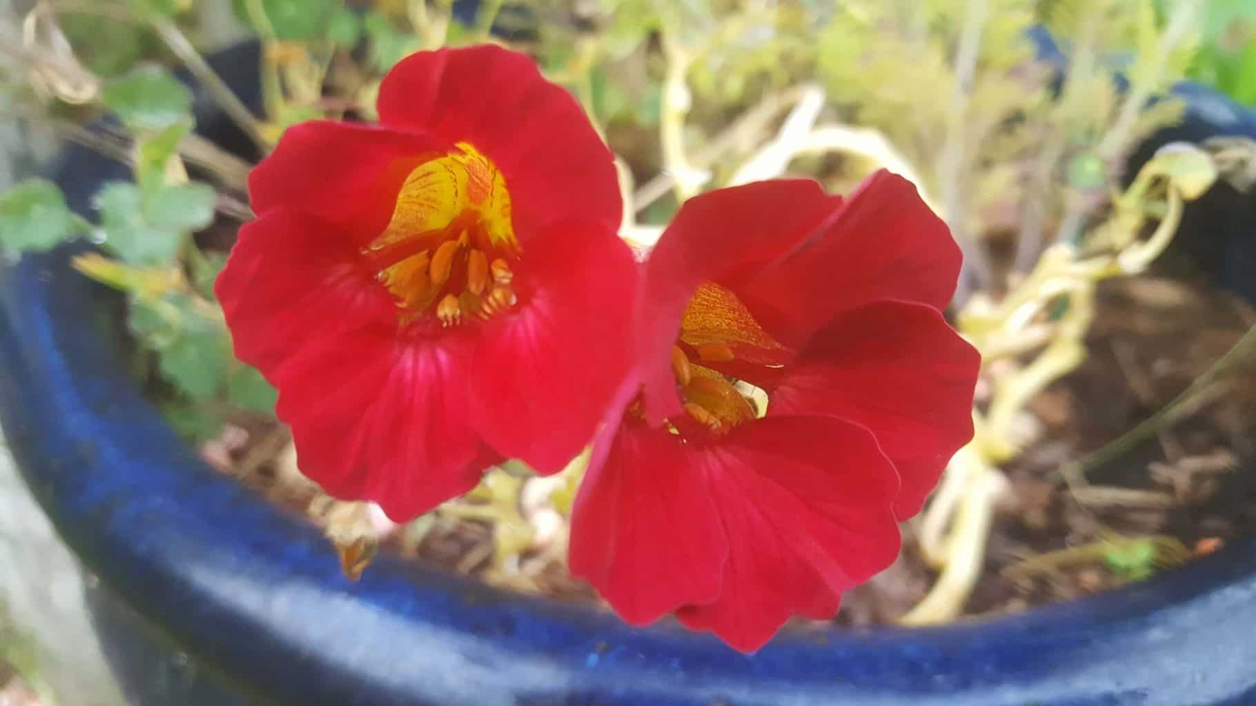 Gardening in October – October’s garden blog Gardening-in-October-nasturtiums
