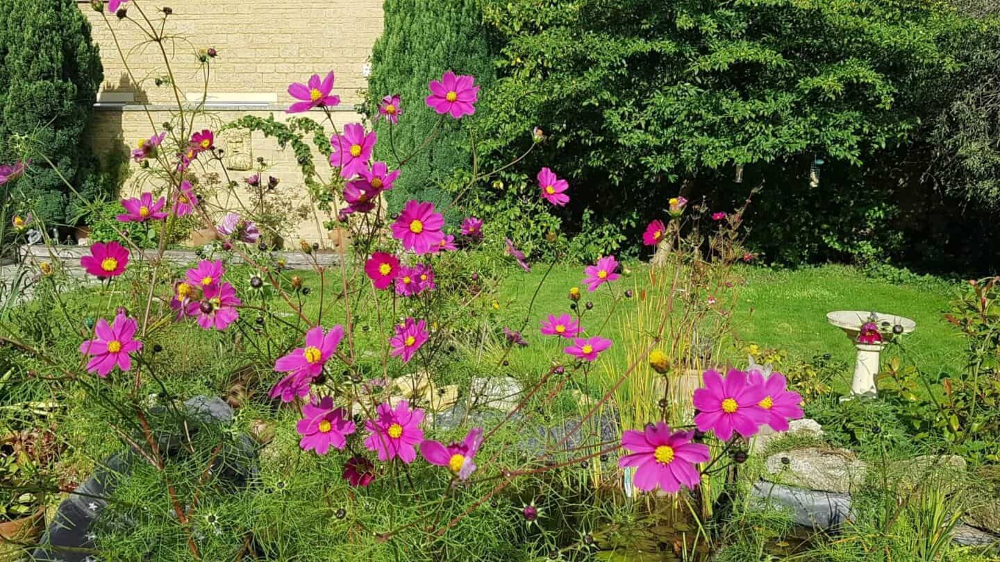 Gardening in October – October’s garden blog Gardening-in-October-pink-cosmos