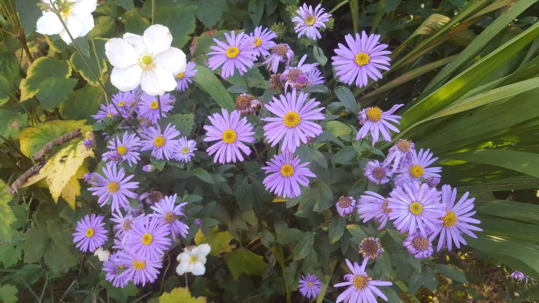 Gardening in October – October’s garden blog Gardening-in-October-purple-asters