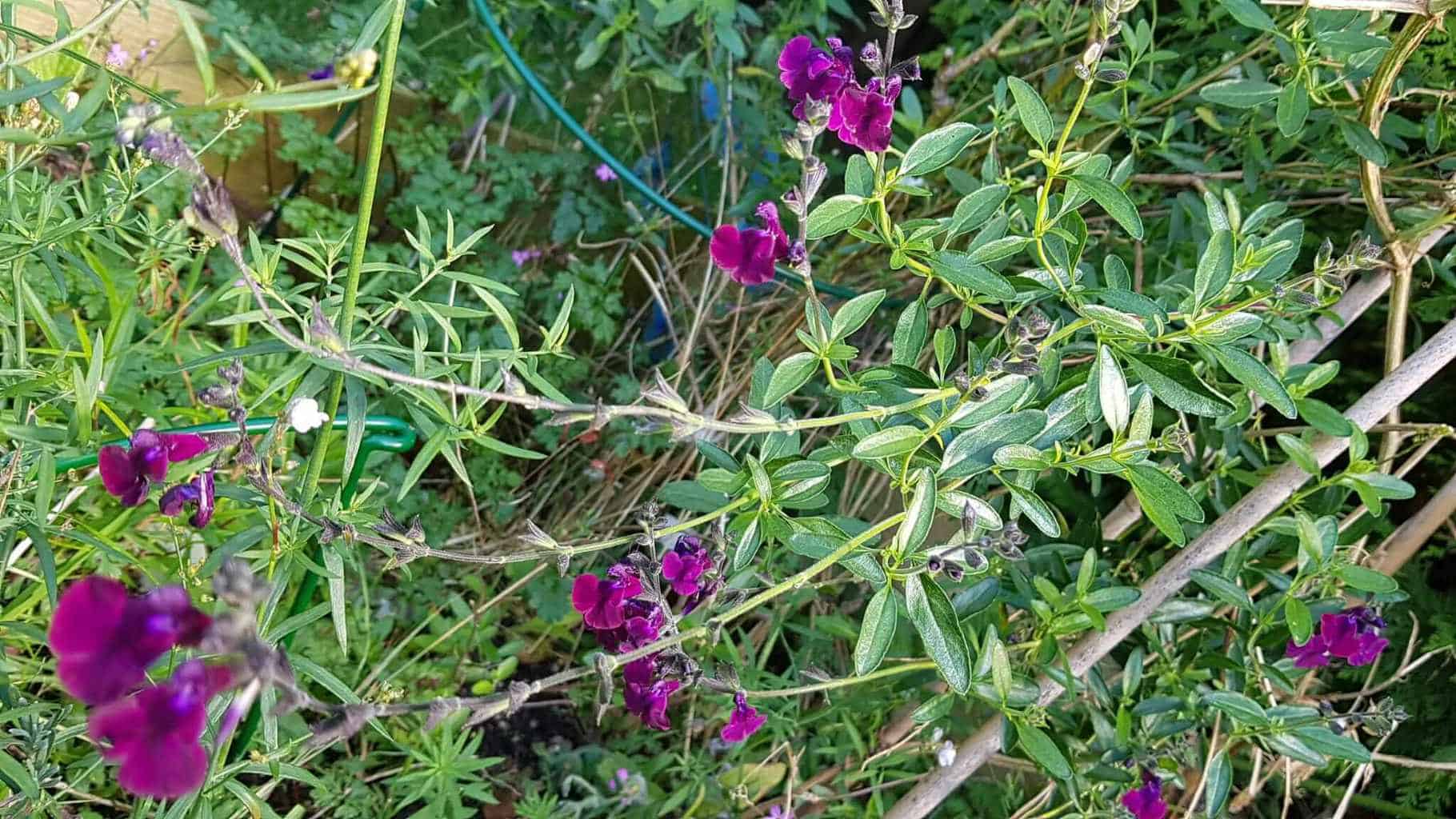 Gardening in October – October’s garden blog Gardening-in-October-purple-salvia