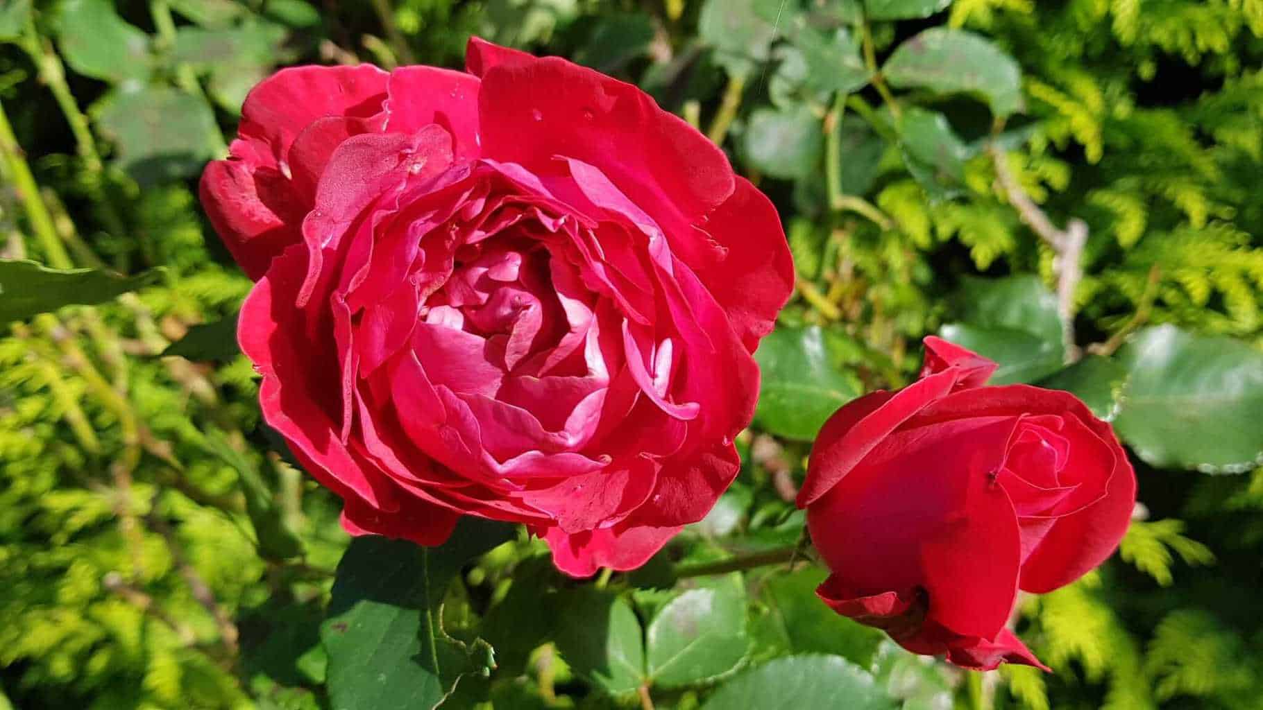 Gardening in October – October’s garden blog Gardening-in-October-red-rose