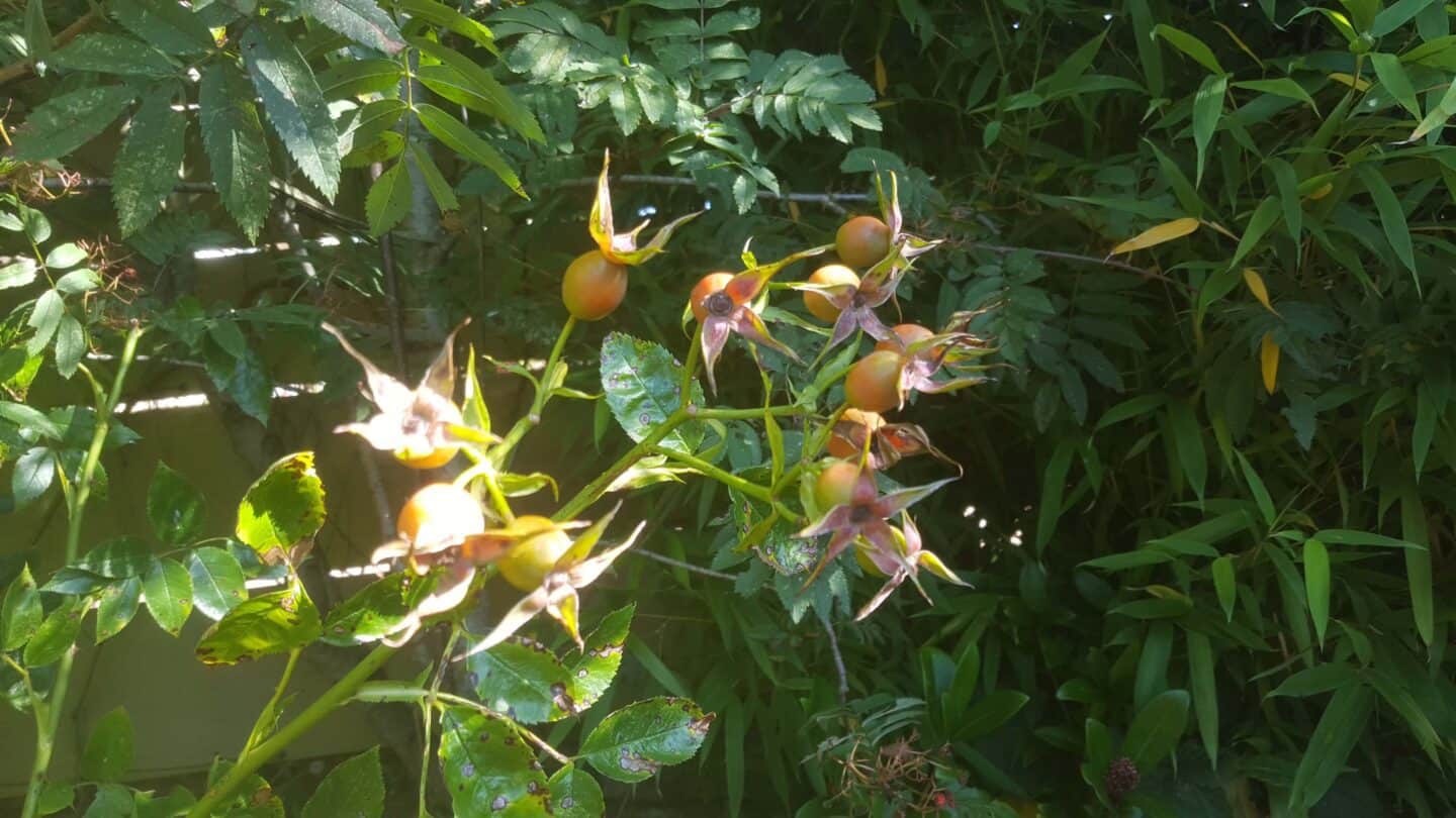 Gardening in October – October’s garden blog Gardening-in-October-rosehips