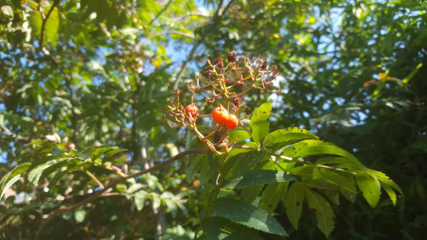 Gardening in October – October’s garden blog Gardening-in-October-rowan-berries