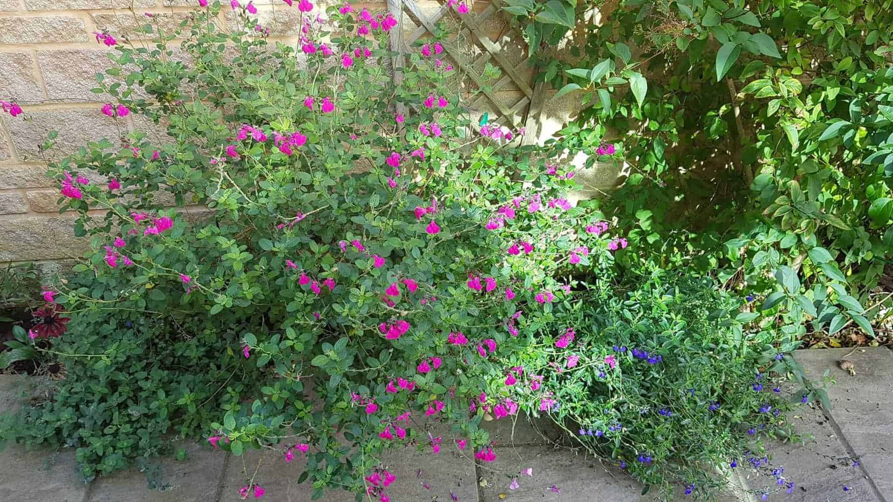 Gardening in October – October’s garden blog Gardening-in-October-salvias