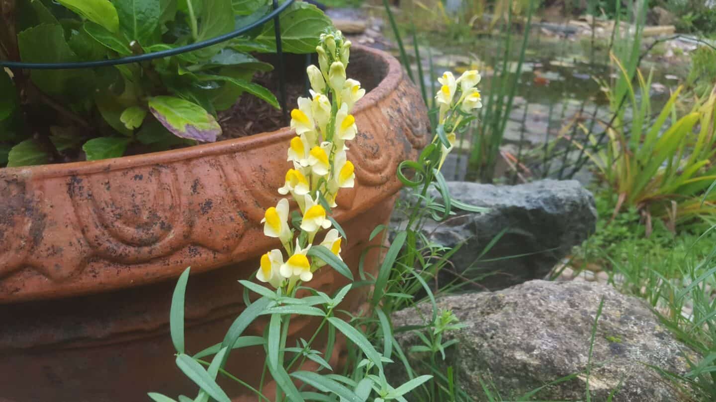 Gardening in October – October’s garden blog Gardening-in-October-snapdragons