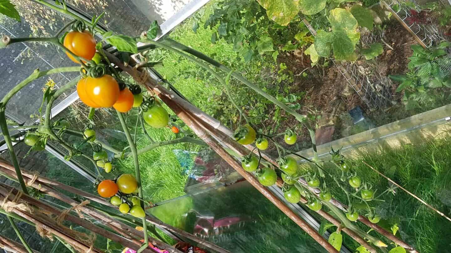 Gardening in October – October’s garden blog Gardening-in-October-tomatoes